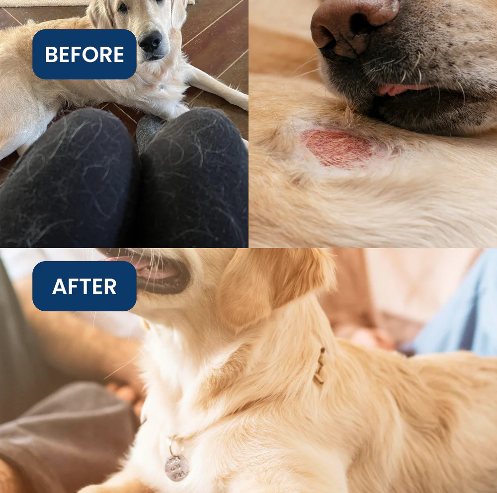 Absolut Pet Probiotics Gut & Hip, Joint Care & Skin & Coat with Collagen Health Dog Supplement Combo - Image 22