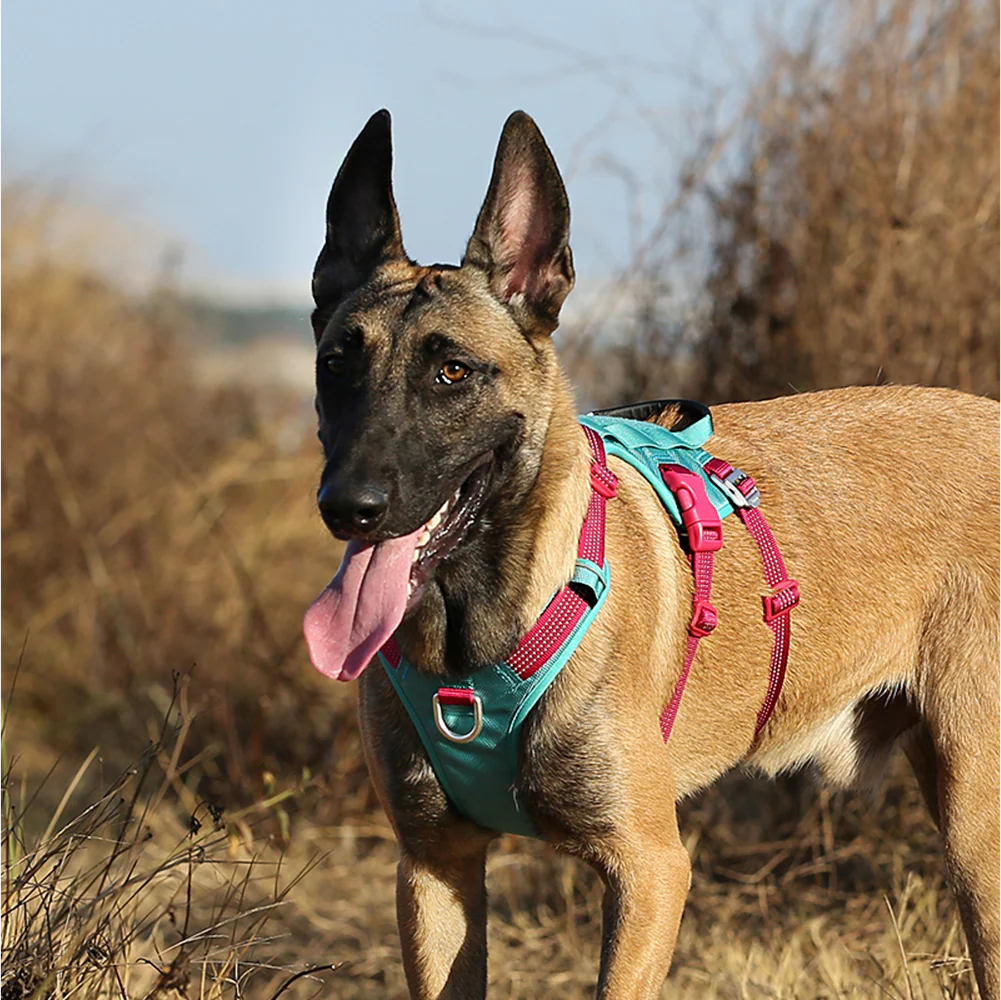 Truelove Escape proof harness for Dogs (Black) - Image 6