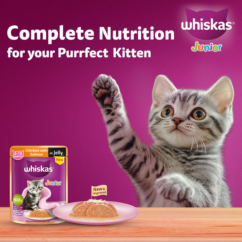 Whiskas Kitten Cat Food Combo |Ocean Fish Dry & Chicken with Salmon in Jelly in Gravy Wet - Image 28